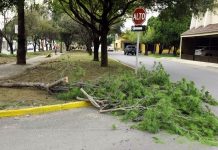tala-arboles-delitos-ambientales-nuevo-leon-monterrey