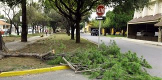 tala-arboles-delitos-ambientales-nuevo-leon-monterrey