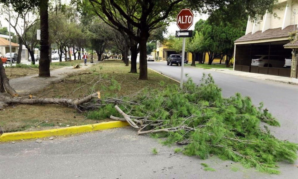 tala-arboles-delitos-ambientales-nuevo-leon-monterrey