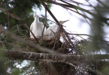 talan-arbol-garzas-monterrey