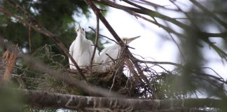 talan-arbol-garzas-monterrey