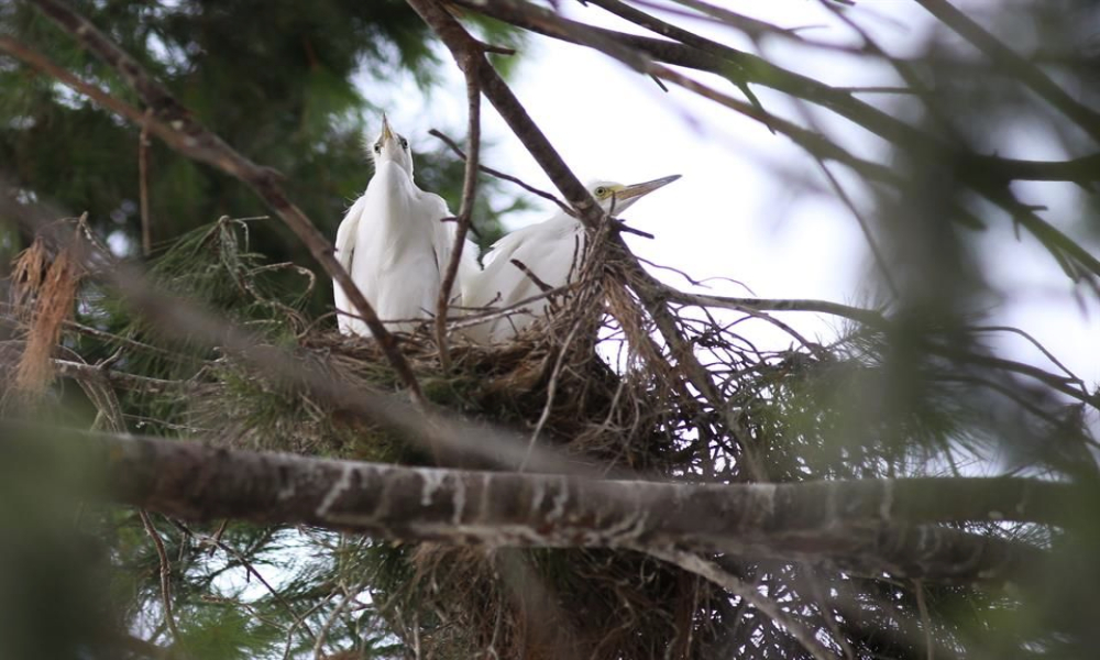 talan-arbol-garzas-monterrey