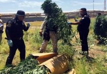 marihuana-pemex-cadereyta