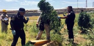 marihuana-pemex-cadereyta