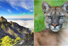 sierra-de-picachos-puma-pedreras-osos