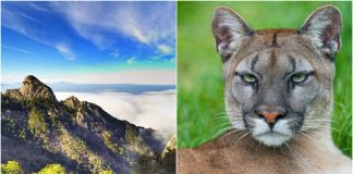 sierra-de-picachos-puma-pedreras-osos