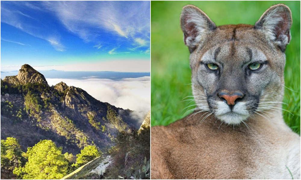 sierra-de-picachos-puma-pedreras-osos