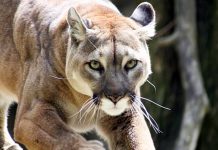 puma-pumas-nuevo-leon-caceria-extincion