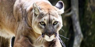 puma-pumas-nuevo-leon-caceria-extincion