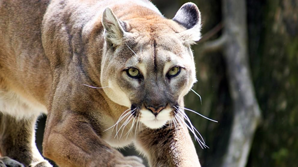 puma-pumas-nuevo-leon-caceria-extincion