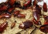 cucarachas-investigacion