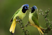 estanzuela-monterrey-aves