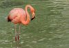 flamenco-flamingo-la-pastora-monterrey