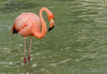 flamenco-flamingo-la-pastora-monterrey