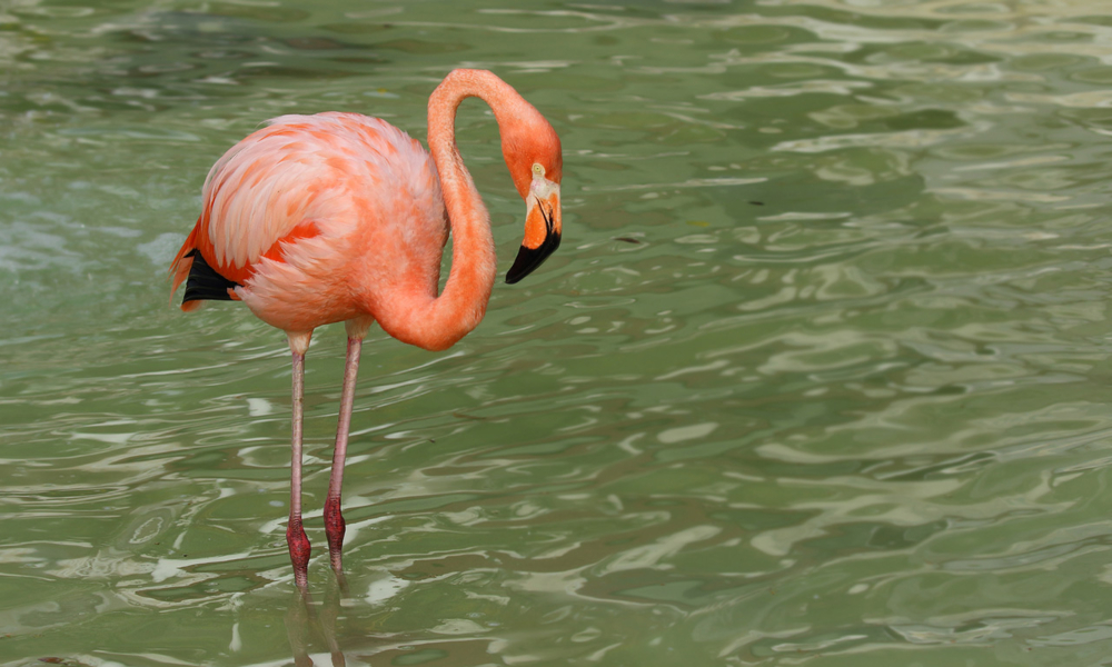 flamenco-flamingo-la-pastora-monterrey