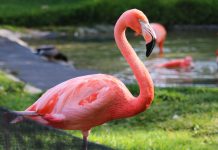 flamingo-flamenco-rosado-pastora-zoologico-nuevo-leon
