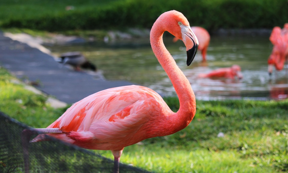 flamingo-flamenco-rosado-pastora-zoologico-nuevo-leon