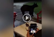 oso-video-carne-asada-san-pedro