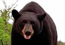 oso-monterrey-mederos