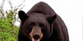 oso-monterrey-mederos