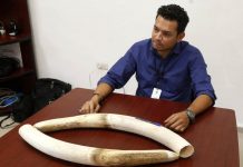 roberto-chavarria-parques-vida-silvestre-trafico-especies