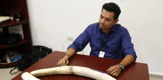 roberto-chavarria-parques-vida-silvestre-trafico-especies
