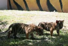 tigres-la-pastora-zoologico
