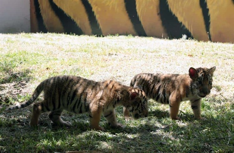 tigres-la-pastora-zoologico