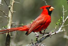 cardenal