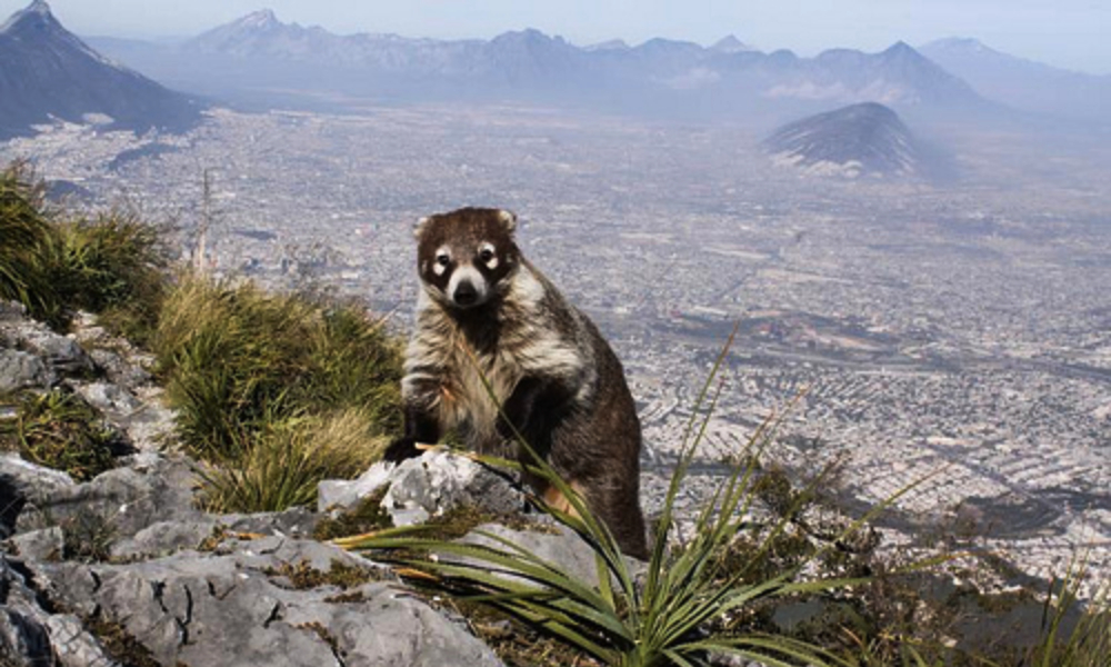 cerro-de-la-silla-coati