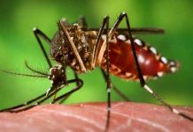dengue-nuevo-leon