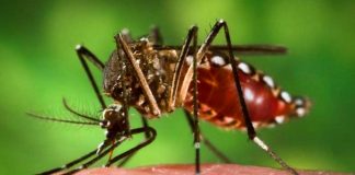 dengue-nuevo-leon