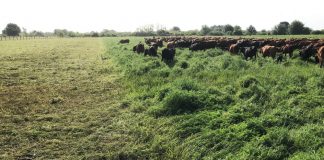 fernand-lluvias-campo-nuevo-leon
