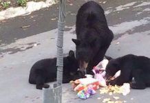 osos-oso-plastico-monterrey-san-pedro-chipinque-mederos