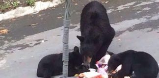 osos-oso-plastico-monterrey-san-pedro-chipinque-mederos