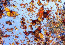 mariposa-monarca-nuevo-leon
