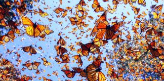 mariposa-monarca-nuevo-leon