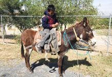 nino-linares-escuela-burro