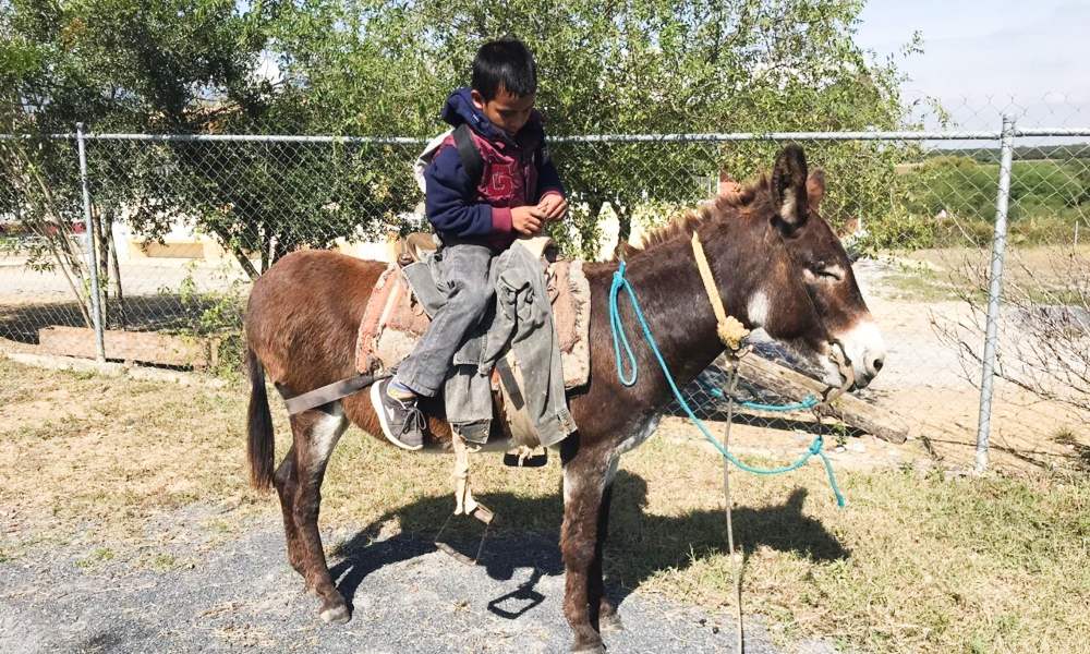 nino-linares-escuela-burro