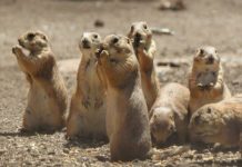 Denuncian ecocidio de perritos de la pradera en Galeana