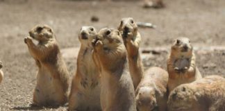 Denuncian ecocidio de perritos de la pradera en Galeana