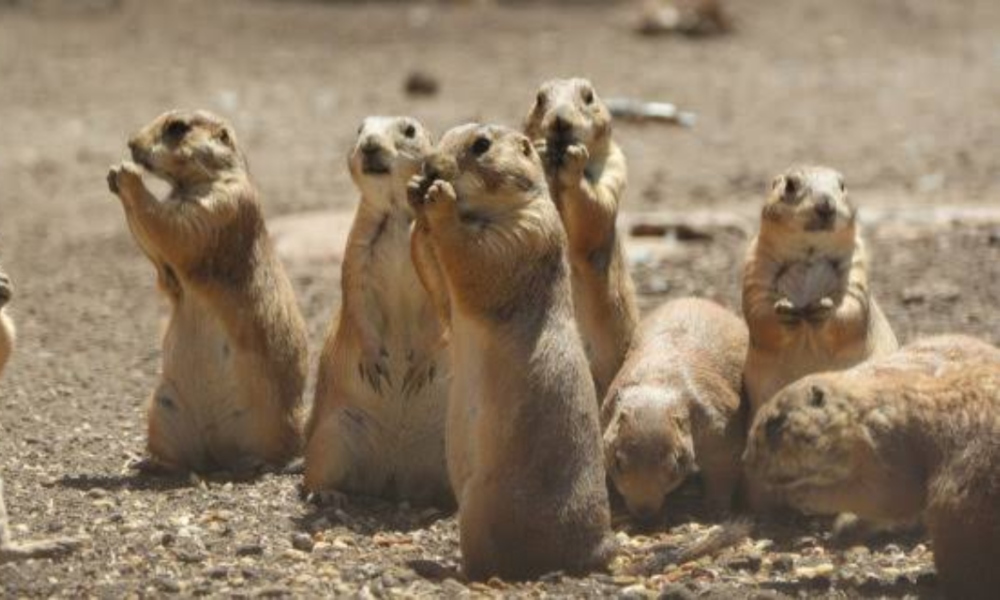 Denuncian ecocidio de perritos de la pradera en Galeana