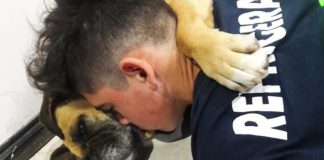 pirotecnia-perro-cohetes
