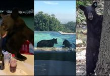 Se incrementan avistamientos de osos en zonas habitadas en Nuevo León