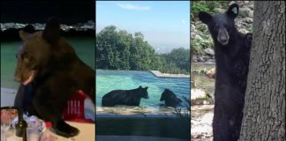 Se incrementan avistamientos de osos en zonas habitadas en Nuevo León