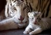 tigres-la-pastora-reuters-daniel-becerril