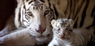 tigres-la-pastora-reuters-daniel-becerril