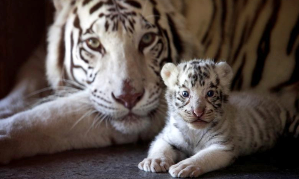 tigres-la-pastora-reuters-daniel-becerril