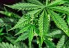 cannabis-marihuana-mexico