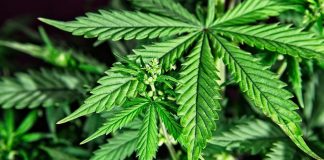 cannabis-marihuana-mexico
